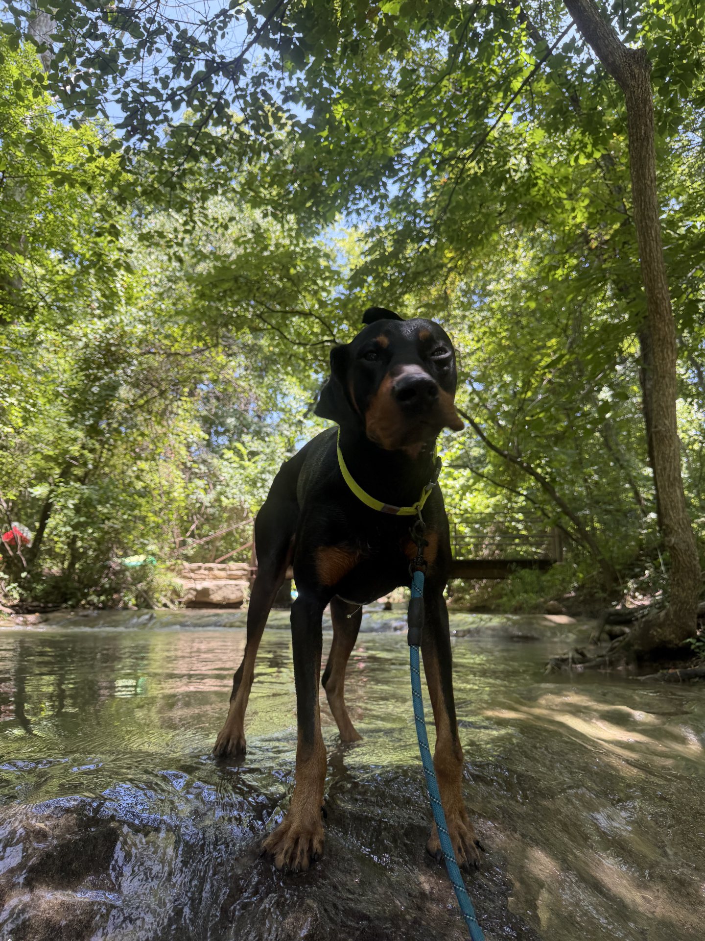 Chief, a black-and-rust Doberman, standing in a shallow wooded creek.